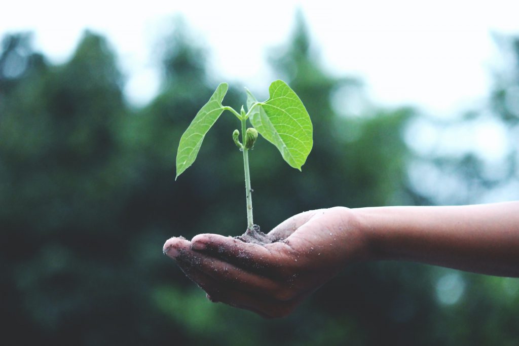 Immagine blog articolo Ambiente e sostenibilità aziendale